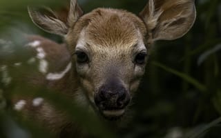 Картинка животные, природа, олень, детеныш, маленький