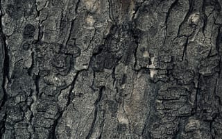 Картинка текстурный, текстурные, текстура, текстуры, фон, кора, деревянный, деревянная, поверхность