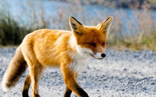 Картинка животные, животное, природа, лисa