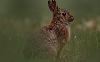 Картинка животные, природа, заяц, кролик, трава, растение
