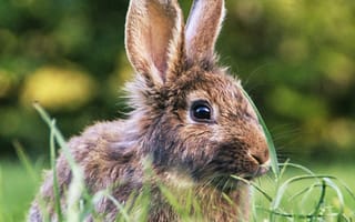 Картинка животные, природа, заяц, кролик, трава, растение
