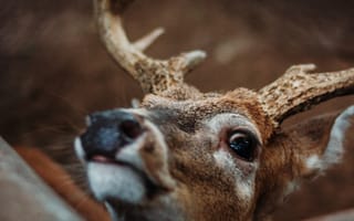 Картинка животные, природа, олень, самец, морда, мордочка