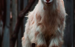 Картинка животные, природа, коза, животное, козлёнок, детеныш