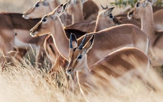 Картинка животные, природа, животное, олень, антилопа, саванна, сухая, Африка, африканская