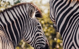 Картинка животные, природа, зебра, пара, двое