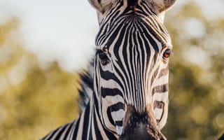 Картинка животные, природа, зебра