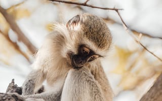 Картинка животные, природа, обезьяна, примат, животное, дерево