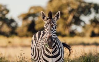 Картинка животные, природа, зебра, саванна, сухая, Африка, африканская