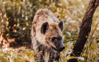 Картинка животные, природа, гиена