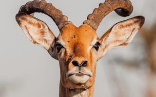 Картинка животные, природа, антилопа, рог, рога, самец