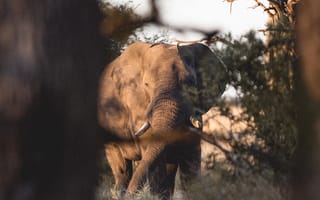 Картинка животные, природа, слон, животное