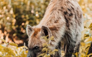 Картинка животные, природа, гиена