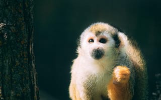 Картинка животные, природа, обезьяна, примат, животное