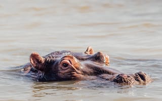 Картинка животные, природа, бегемот, гиппопотам, вода