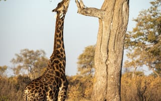 Картинка животные, природа, жираф, животное, дерево