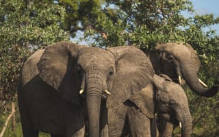 Картинка животные, природа, слон, животное