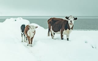 Картинка животные, природа, корова, рогатая, животное, снег, белый, зима