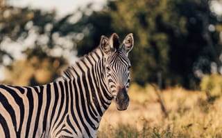 Картинка животные, природа, зебра