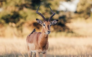 Картинка животные, природа, антилопа