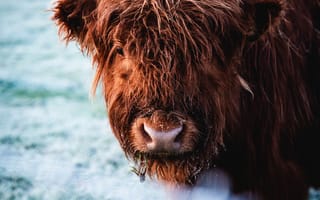 Картинка животные, природа, бизон, зубр, бык, животное