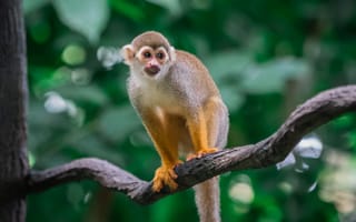 Картинка животные, природа, обезьяна, примат, животное, дерево