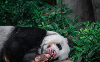 Картинка животные, природа, панда, медведь, сон, сонный