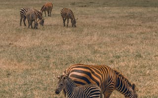 Картинка животные, природа, зебра, саванна, сухая, Африка, африканская