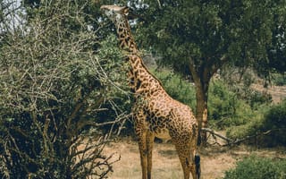 Картинка животные, природа, жираф, животное, саванна, сухая, Африка, африканская, дерево