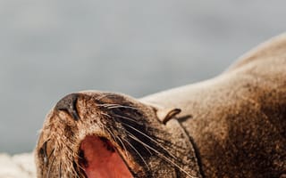 Картинка животные, природа, тюлень, морской котик, морда