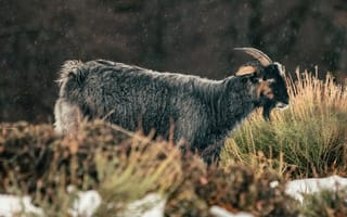 Картинка животные, природа, коза, животное, снег, белый, зима