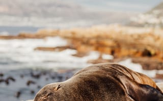 Картинка животные, природа, тюлень, морской котик