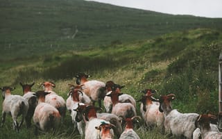 Картинка животные, природа, овца, ягненок, стадо, стая, много