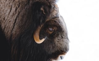 Картинка животные, природа, бизон, зубр, бык, животное, самец