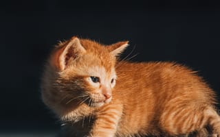 Картинка кошки, кошка, кошачьи, домашние, животные, котенок, детеныш, кот, маленький, рыжий