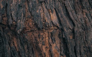 Картинка текстурный, текстурные, текстура, текстуры, фон, поверхность, кора, деревянный, деревянная