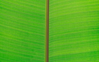 Картинка текстурный, текстурные, текстура, текстуры, фон, лист, растение