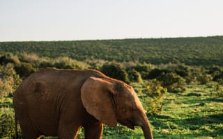 Картинка животные, животное, природа, слон, детеныш, маленький