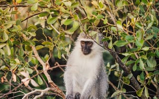 Картинка животные, животное, природа, обезьяна, примат