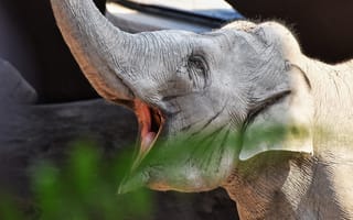 Картинка животные, животное, природа, слон, детеныш, маленький, смешной