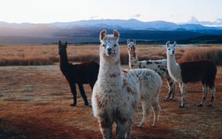 Картинка животные, животное, природа, лама, стадо, стая, много, гора