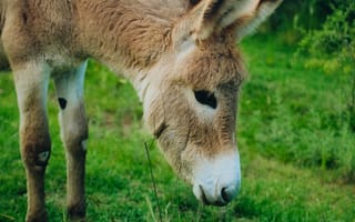 Картинка животные, животное, природа, осел, пушистый, мохнатый