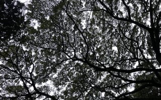 Картинка природа, дерево, ветка, черно-белый, черный, монохром, монохромный, серый