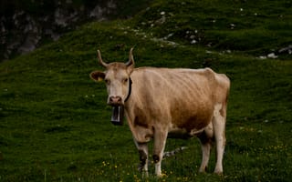 Картинка животные, животное, природа, корова, рогатая, гора, луг, поле
