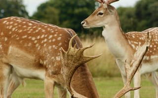 Картинка животные, животное, природа, олень, пара, двое, самец, рог, рога