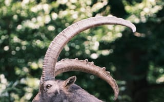 Картинка животные, животное, природа, коза, самец, рог, рога, скала