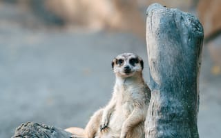 Картинка животные, животное, природа, сурикат, дерево