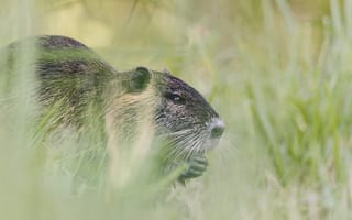 Картинка животные, животное, природа, нутрия, коипу, грызун, трава, растение