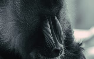 Картинка бабуин, павиан, обезьяна, примат, животное, животные, природа, черно-белый, черный, монохром, монохромный