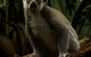 Картинка животные, животное, природа, кошачий лемур, лемур