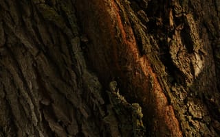 Картинка текстурный, текстурные, текстура, текстуры, деревянный, деревянная, кора